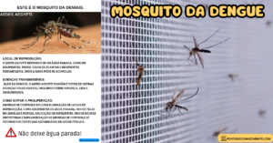 Leia mais sobre o artigo Mosquito da dengue